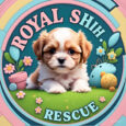 Royal Shih-Poo Rescue 